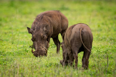 Wild boars on grassy field