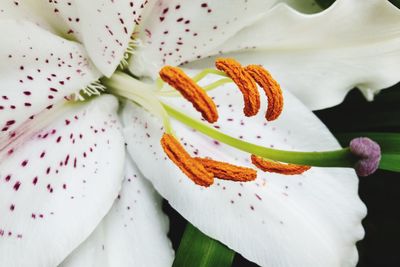 High angle view of white lilies