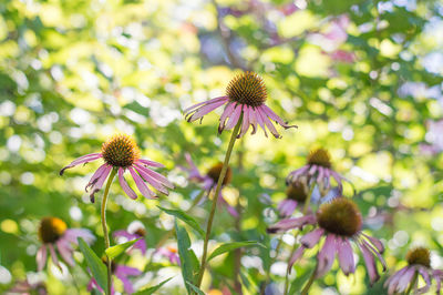 Close-up of purple flowering plant