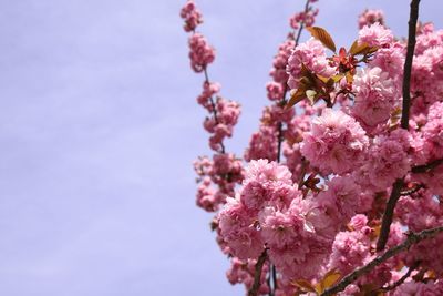 Close-up of pink cherry blossom against sky
