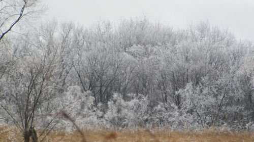 Trees in forest during winter