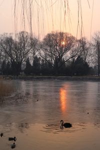 Swan swimming on lake against sky during sunset