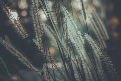 Close-up of plant growing on field