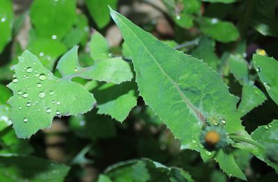 Close-up of raindrops on leaves