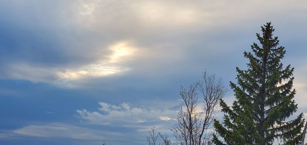 Low angle view of silhouette tree against sky