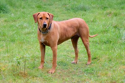 Portrait of dog standing on field