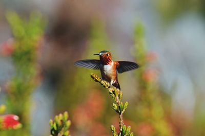 Close-up of bird flying against blurred background