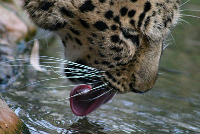 Close-up of leopard 