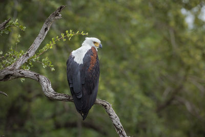 Bird perching on branch