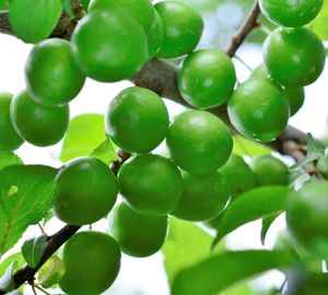 Low angle view of fruits growing on tree