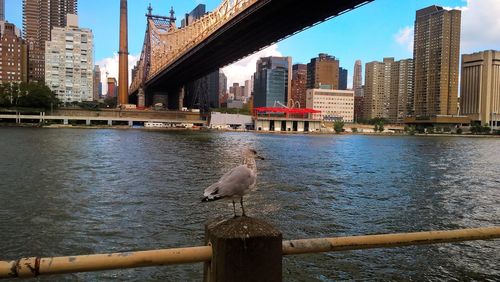 Birds perching on railing by river in city against sky