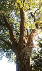 Low angle view of tree in forest