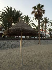 Palm trees on beach against sky