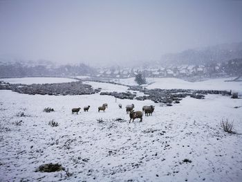 View of sheep on snow covered land