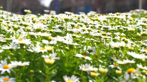 Close-up of white flowers blooming in field