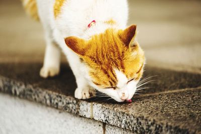 Close-up of a cat