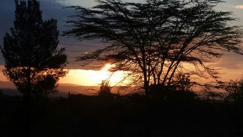 Silhouette of trees at sunset