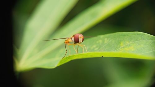 Close-up of insect on leaf