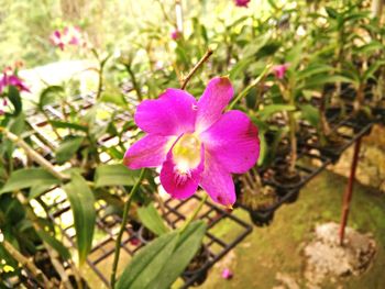 Close-up of pink flowers