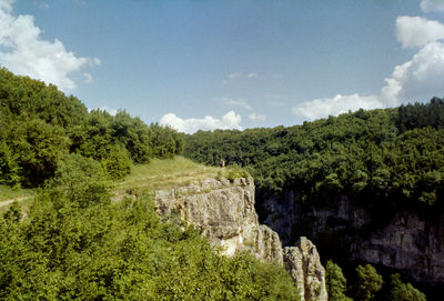 Scenic view of forest against sky