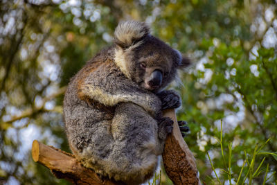 Low angle view of a squirrel on tree