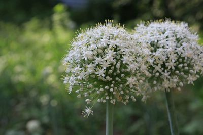 Close-up of white flowering plant