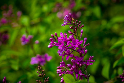 Close-up of pink flowering plant
