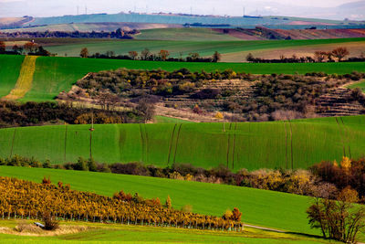 Scenic view of agricultural field