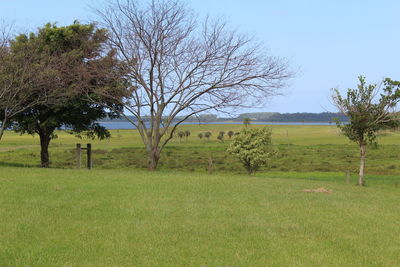 Trees on field against sky