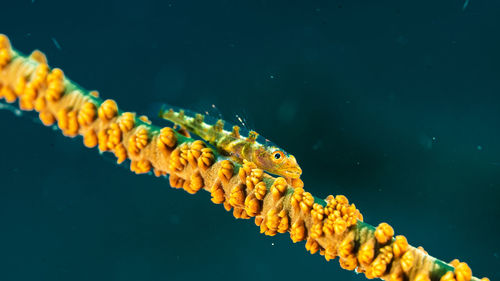 Close-up of fish swimming undersea