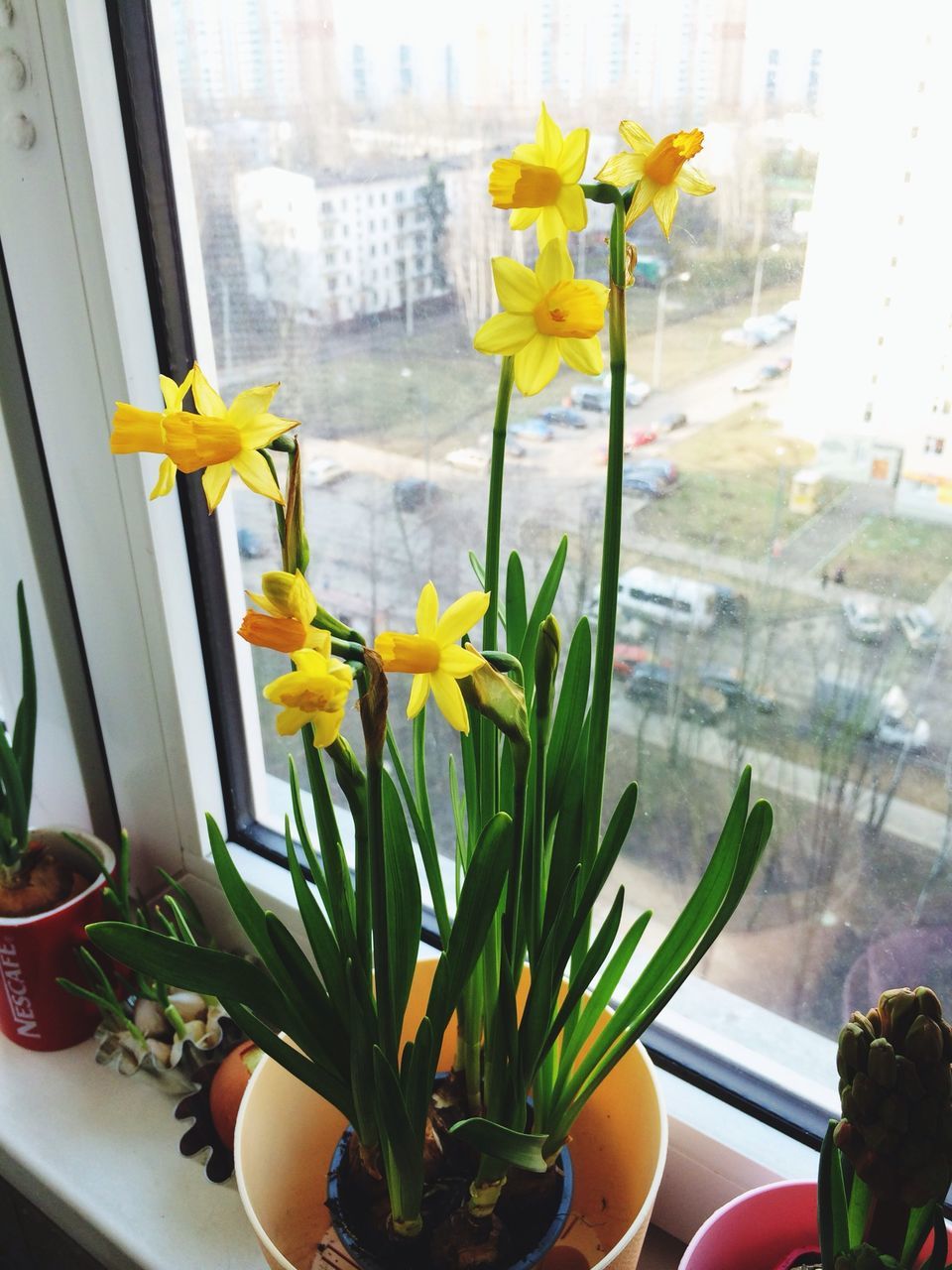 flower, freshness, indoors, fragility, yellow, petal, flower head, window, potted plant, plant, growth, vase, glass - material, window sill, leaf, built structure, architecture, beauty in nature, flower pot, nature