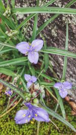 Close-up of purple flowers blooming outdoors