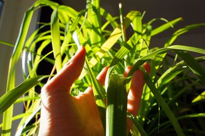 Close-up of human hand against plants