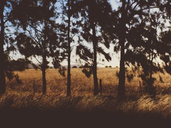 Trees on field in forest