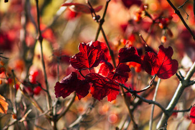 Close-up of red flowering plant