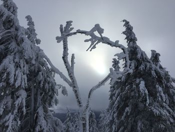 Low angle view of snow covered trees against sky