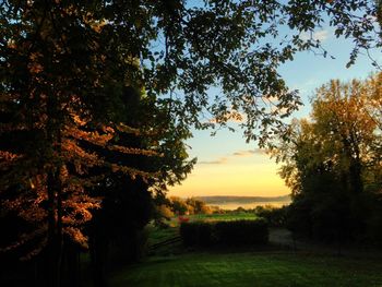 Silhouette of trees on field at sunset