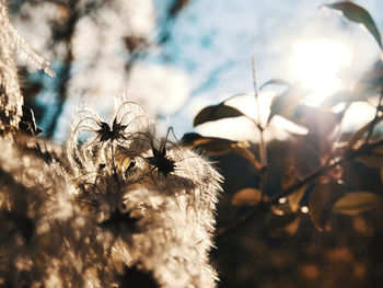 Close-up of wilted plant on field against sky