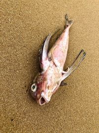High angle view of dead fish on sand