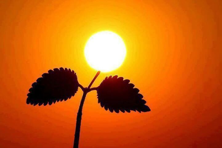 CLOSE-UP OF RED FLOWER AGAINST SUNSET