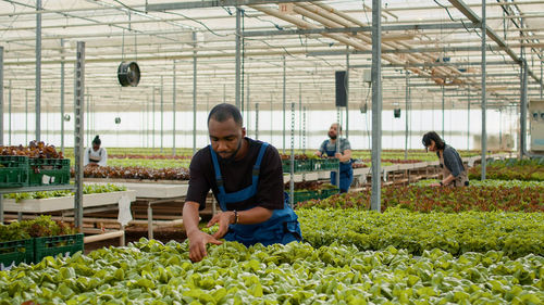 High angle view of man working in greenhouse