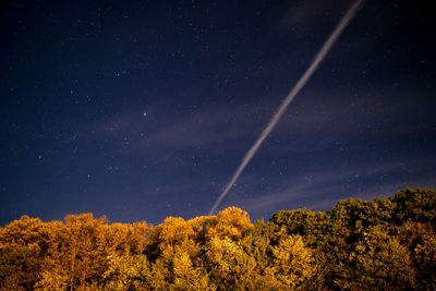 Low angle view of plants against sky at night