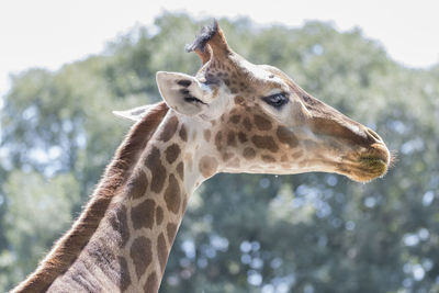 Giraffe in the farm