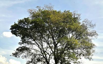 Low angle view of trees against sky