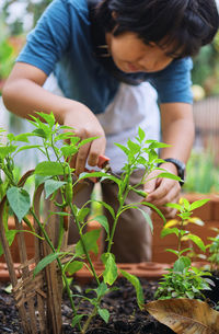 A boy picking a green chili pepper in the homegrown garden