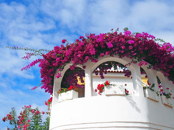 Low angle view of pink flowering tree against building