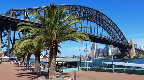 Palm trees in city against blue sky