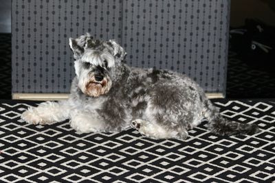 Portrait of dog sitting on floor