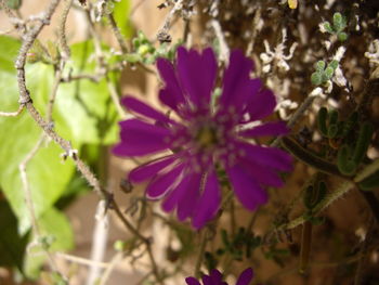 Close-up of flower tree