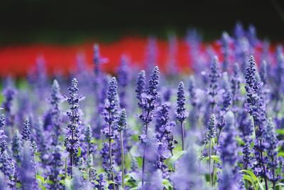 Close-up of purple flowers blooming in field